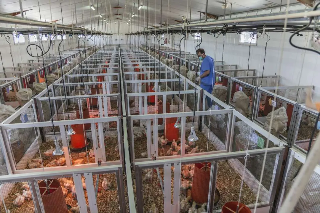 Nave experimental de broilers dividida en corrales de ensayo