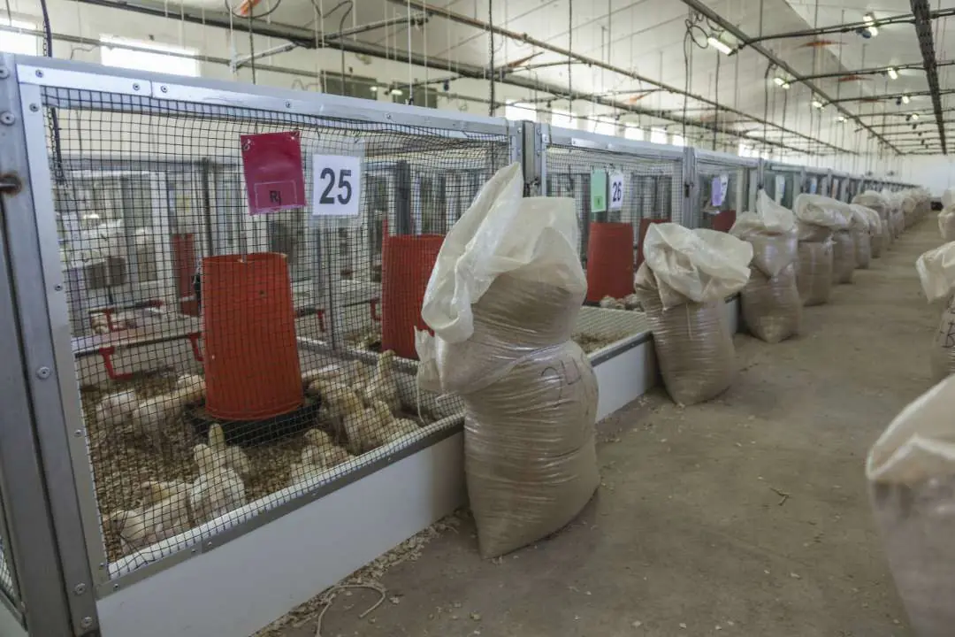 Broiler house divided into trial pens