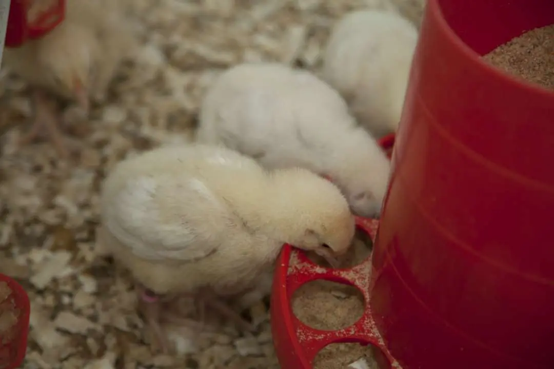 Day-old chicks at the start of a broiler trial