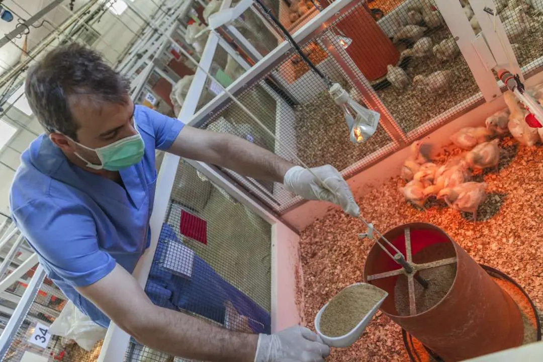 Technician weighing broilers during a performance trial