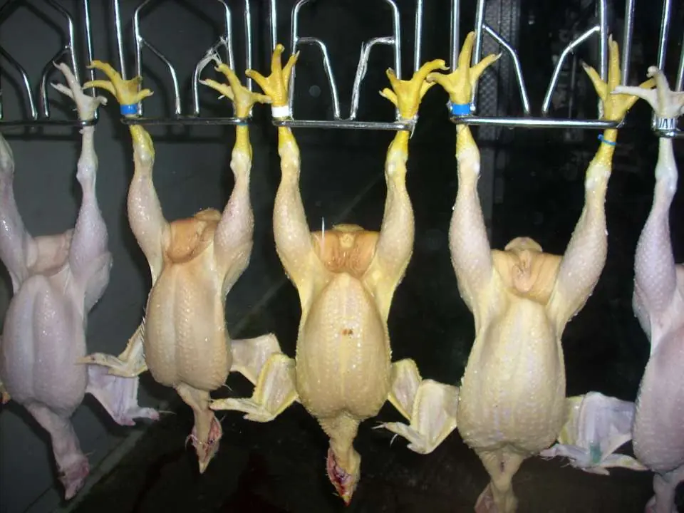 Broiler carcasses for yield measurement