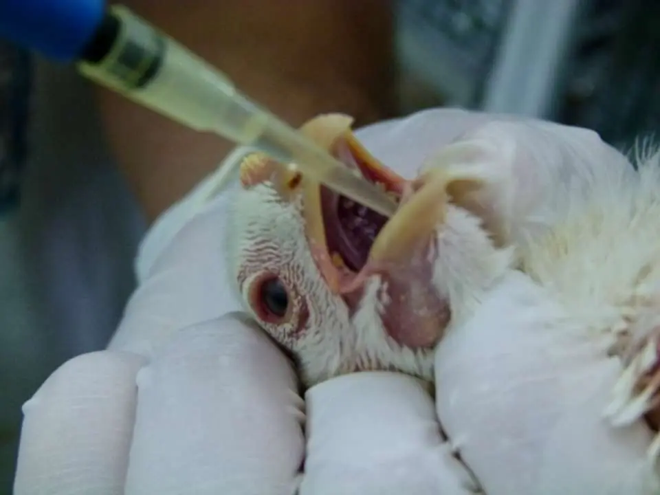 Oral inoculation in a poultry challenge model