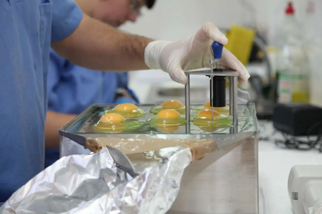 Measuring Haugh units in the egg quality laboratory