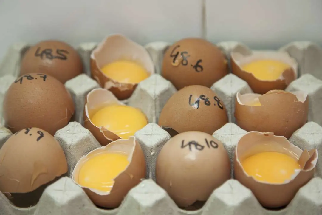Huevos abiertos para medir la calidad de la yema