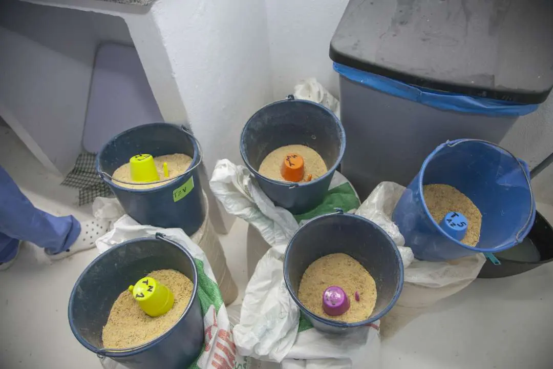 Feed samples ready for laboratory analysis