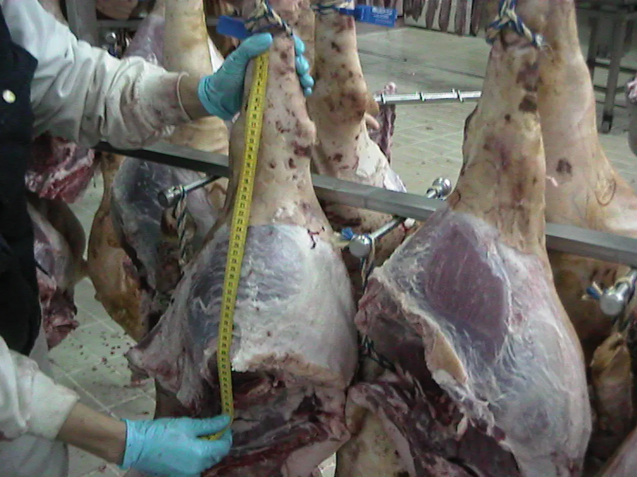 Ham measurement for carcass quality