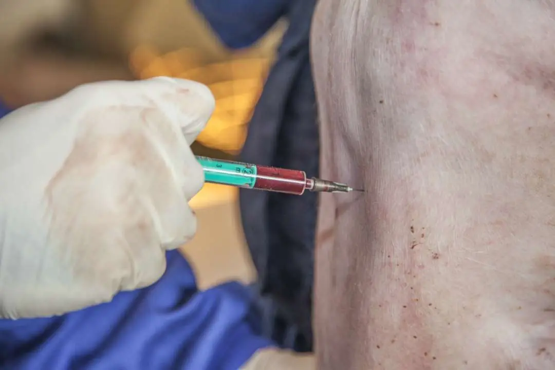 Blood sampling in a swine study