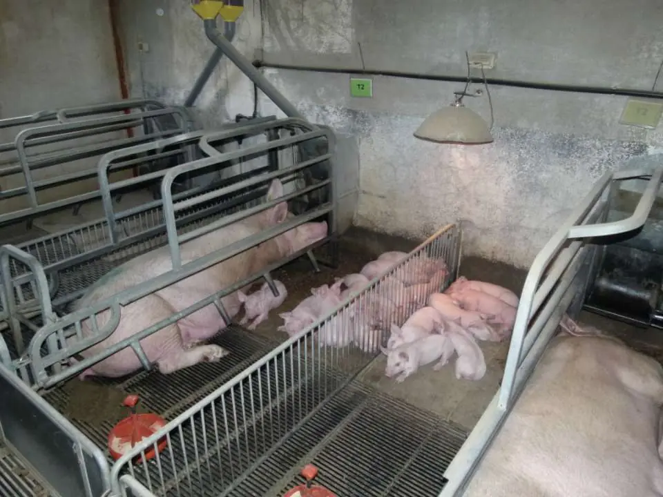 Farrowing pens for sow and litter studies