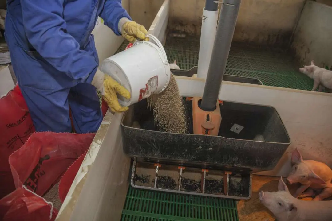 Weighed feed for each treatment in a swine study