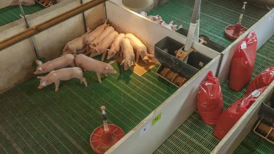 Imagen ilustrativa del sector ganadero
