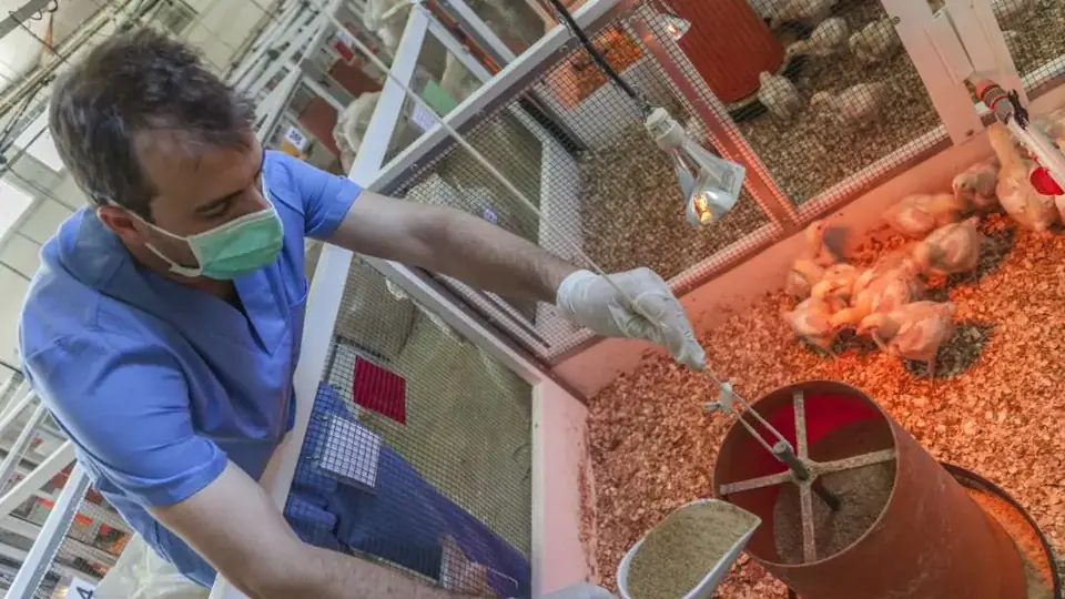 Técnico pesando pollos de engorde en un corral experimental