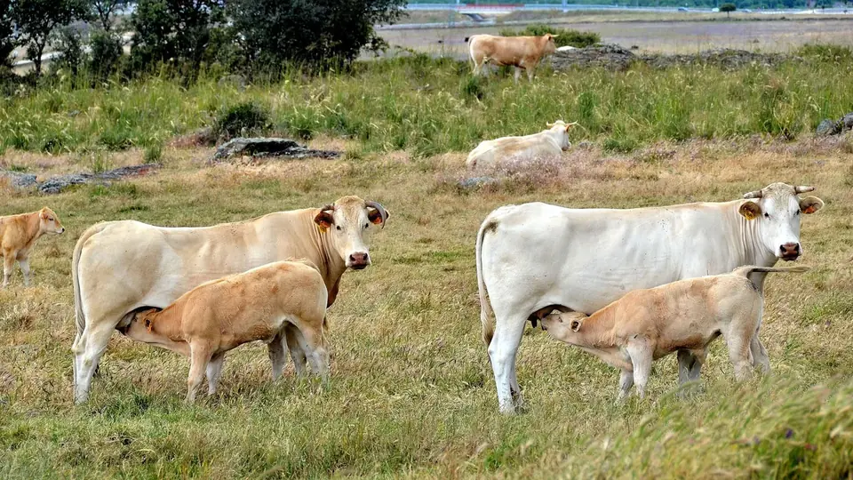 Vacas charolesas con sus terneros en el pasto