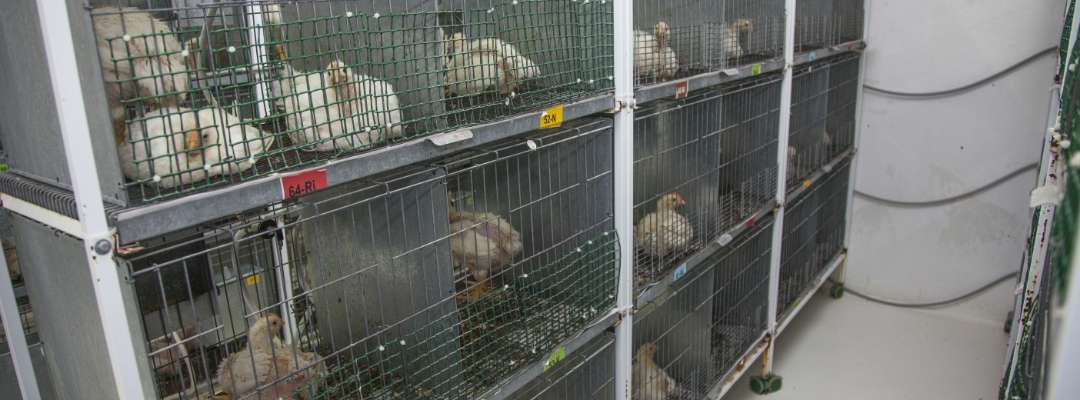 Salas de Bioseguridad Nivel 2 (pollos)